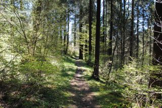 Wald Biberbrugg