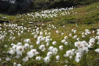 Wollgras am Grimselpass