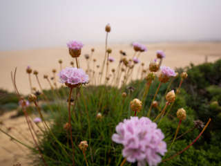 Wüstenblume