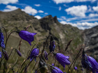 Greina Hochebene Tag 2: Glockenblumen