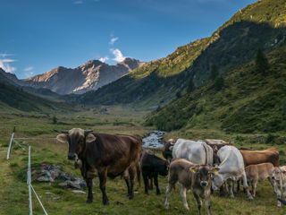 Greina Hochebene Tag 3: Kühe im Val di Carassiono