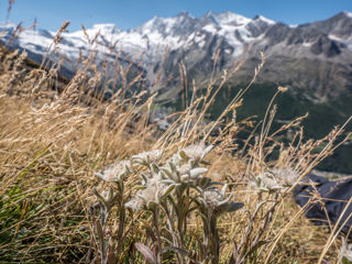 Die schönsten und beliebtesten Wanderungen im Wallis