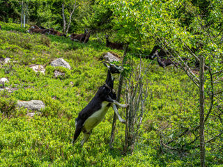 Geniesserpfad Menzenschwander Geissenpfad