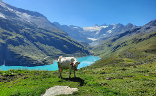 Kuh vor Lac de Moiry