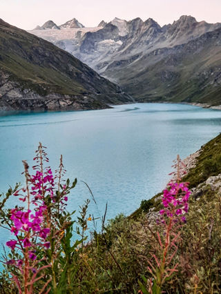 Weidenröschen vor Lac de Moiry