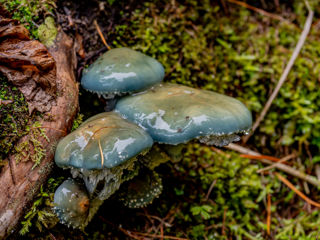 Pilze im Oberengadin
