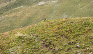 Murmeltiere beim Lej da Prastinaun