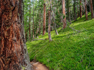 Schweizer NAtionalpark 
