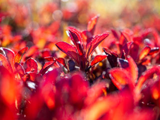 Heidelbeeren im Herbst