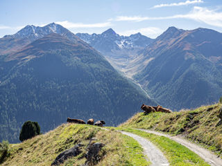 Via Engiadina - Kühe