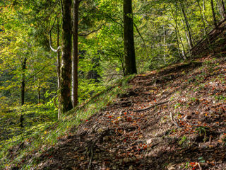 Hüttchopf Weg Aufstieg Sattel Tannen