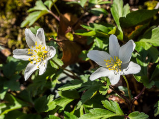 Wanderung Forch - Pfannenstiel - Meilen