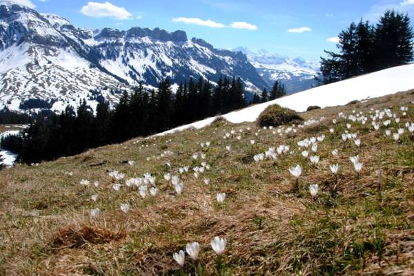 Frühlingswanderungen in der Schweiz mit (und ohne) Gipfel