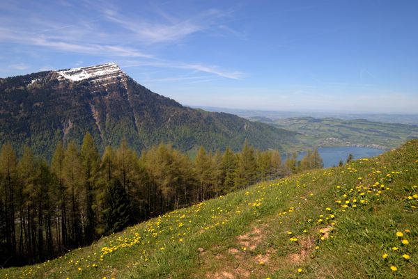 Wildspitz - Kanarisches Feeling am Goldauer Bergsturz