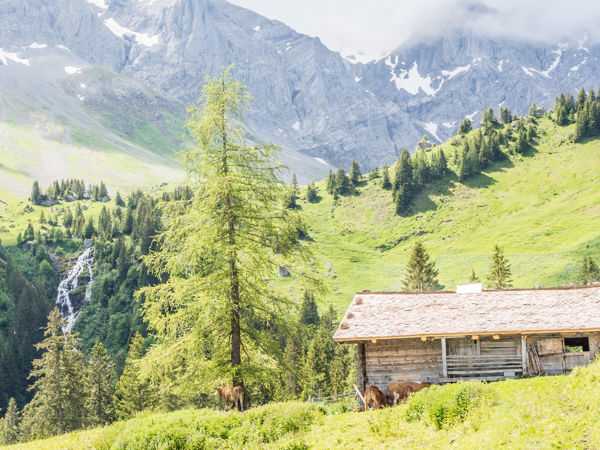 Blumenweg Sillerenbühl - Hahnenmoos oberhalb Adelboden
